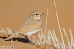 Family Larks, Bar-tailed Lark/Ammomanes cincturus