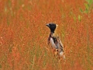 Bobolink/Dolichonyx oryzivorus, Family Icterids