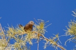 Dartford Warbler/Sylvia undata, Family Flycatchers